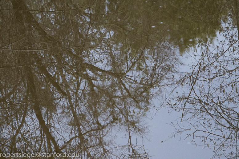 trees reflected at Jasper Ridge